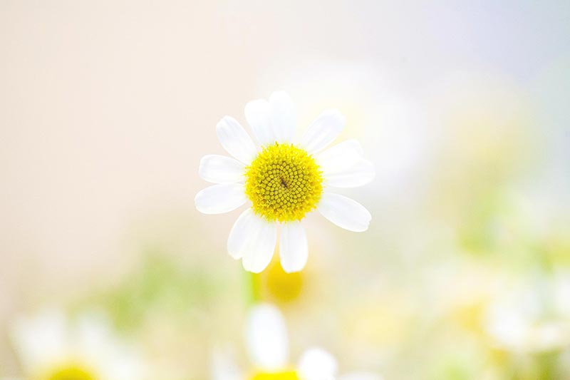 General Background 06 - 800px
